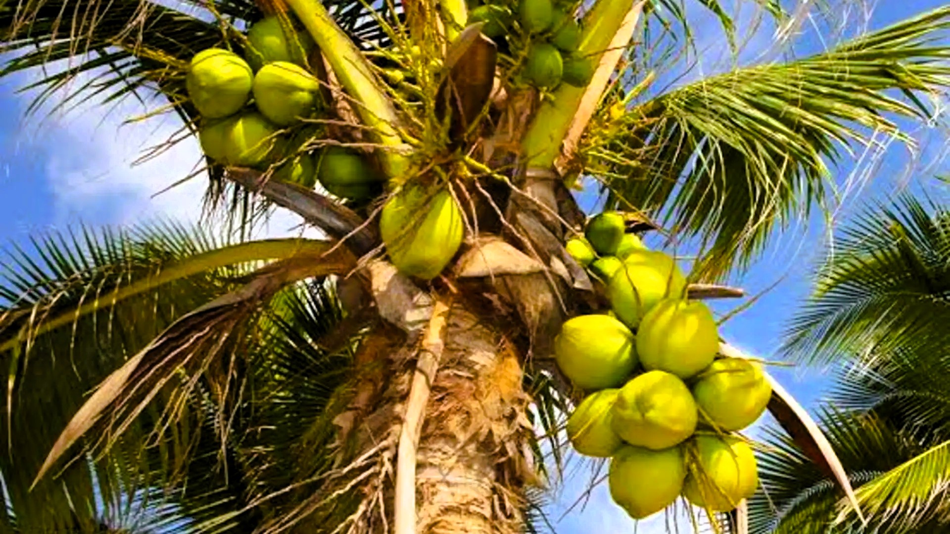 Aerial view of Mr. Kato Spice Farm in Zanzibar