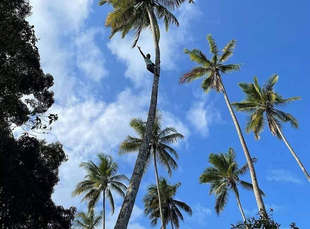 Local guide climbing a tall coconut palm at Mr. Kato Spice Farm in Zanzibar